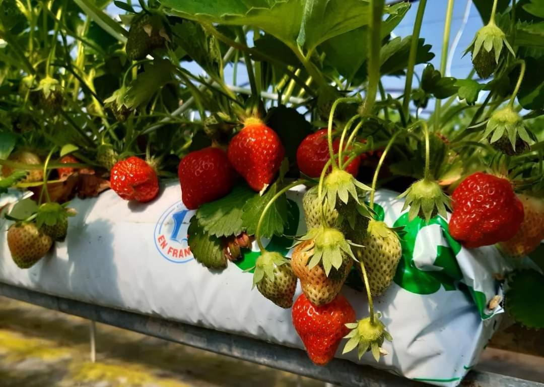 Au Bocage Parfume Gite La Cigaline Wirwignes Exteriér fotografie
